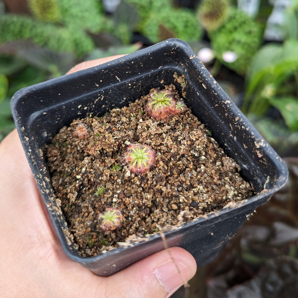 
                      
                        Drosera x Dork's Pink Pygmy Sundew Carnivorous Plant
                      
                    