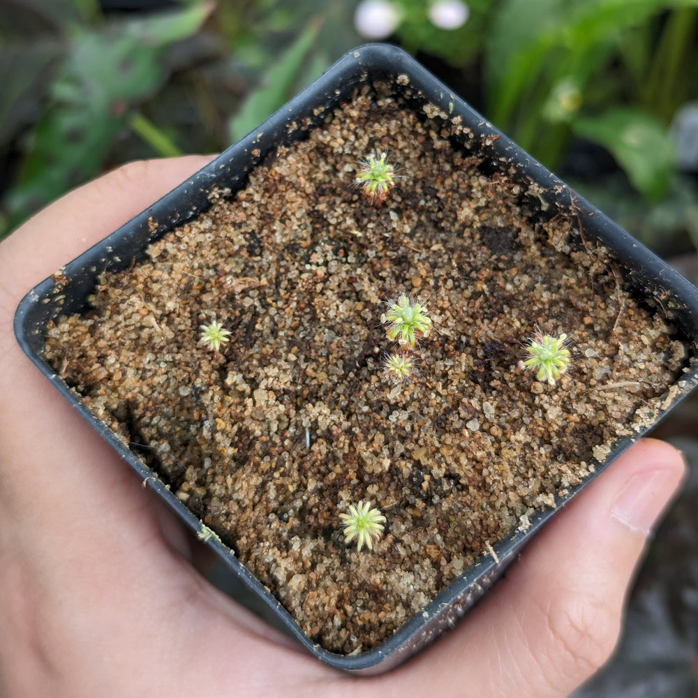 
                      
                        Drosera lasiantha Pygmy Sundew
                      
                    