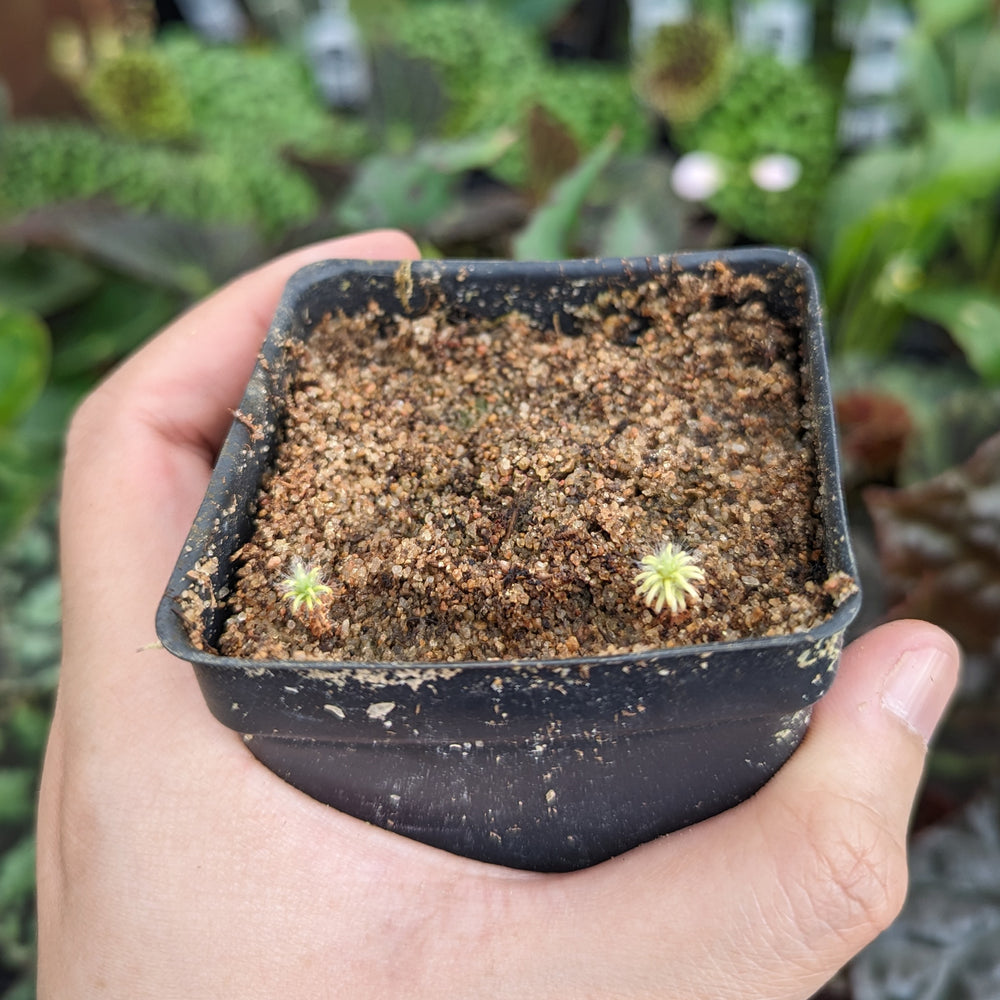 
                      
                        Drosera lasiantha Pygmy Sundew
                      
                    