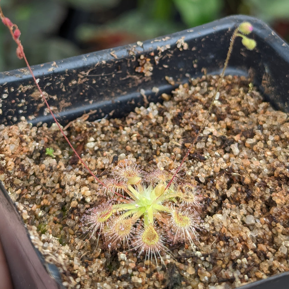 Drosera omissa x pulchella Pygmy Sundew