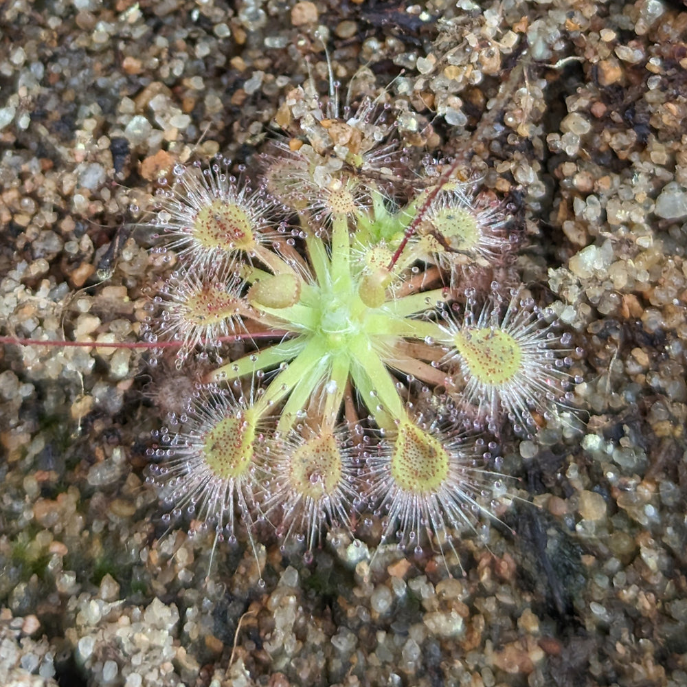 
                      
                        Drosera omissa x pulchella Pygmy Sundew
                      
                    