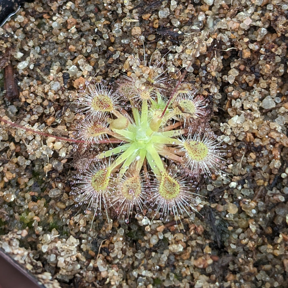 
                      
                        Drosera omissa x pulchella Pygmy Sundew
                      
                    