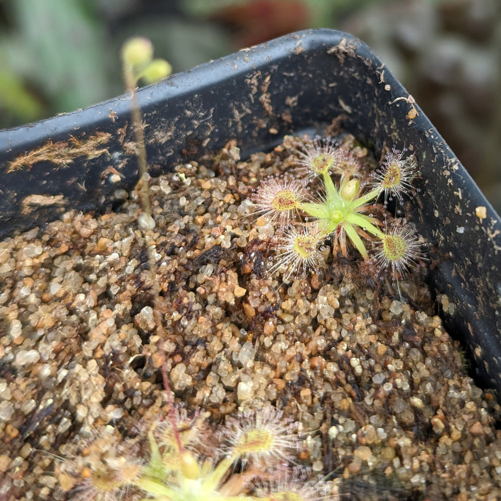 
                      
                        Drosera omissa x pulchella Pygmy Sundew
                      
                    