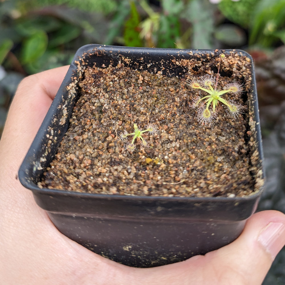 
                      
                        Drosera omissa x pulchella Pygmy Sundew
                      
                    