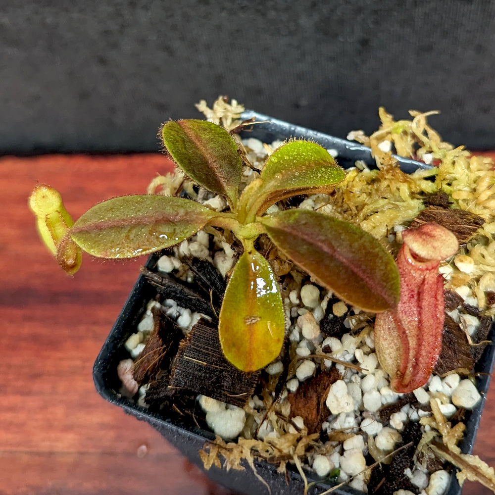 
                      
                        Nepenthes rajah x veitchii 'Gold Rush', BE-4603
                      
                    