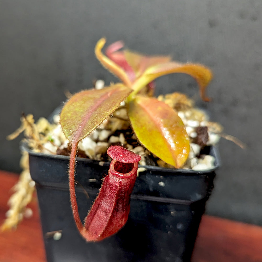 
                      
                        Nepenthes rajah x veitchii 'Gold Rush', BE-4603
                      
                    