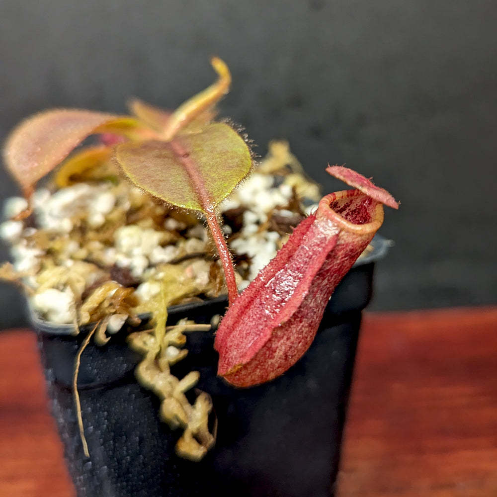 
                      
                        Nepenthes rajah x veitchii 'Gold Rush', BE-4603
                      
                    