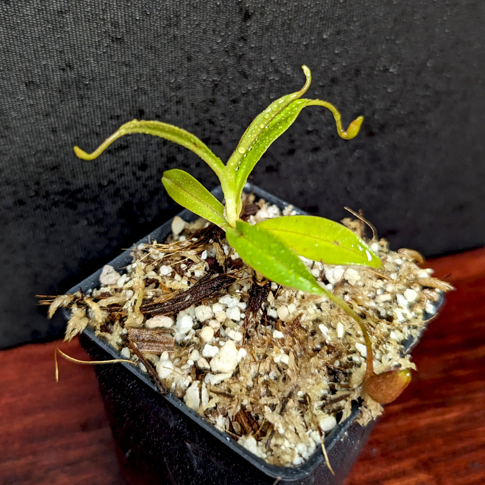 
                      
                        Nepenthes diatas, BE-3861
                      
                    