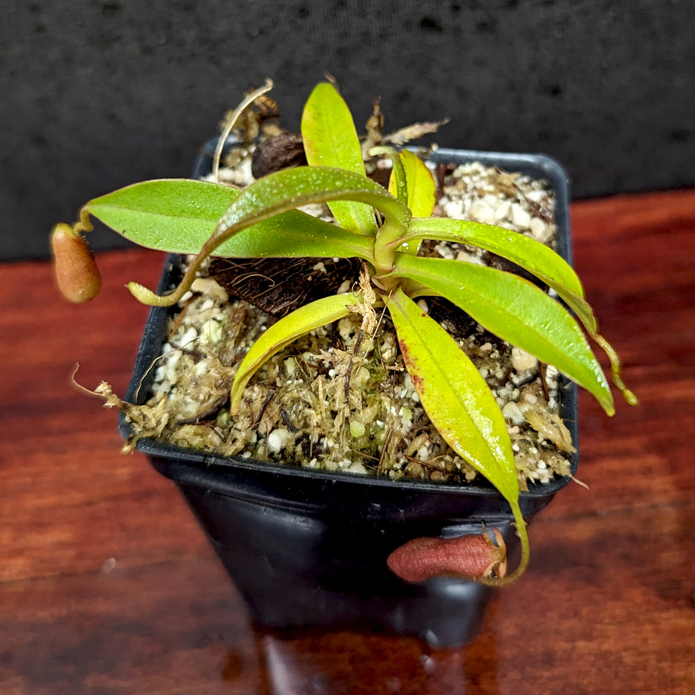 Nepenthes diatas, BE-3861