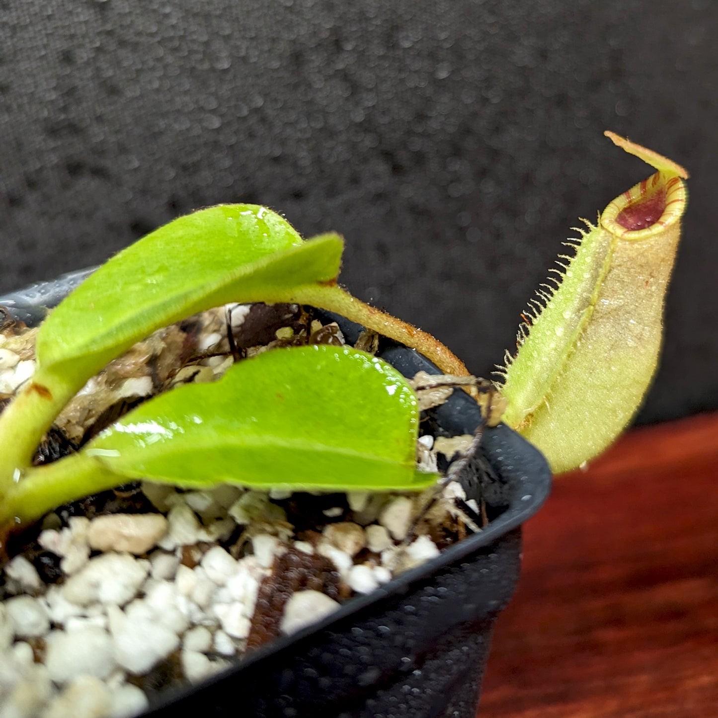 Nepenthes (veitchii x lowii) x robcantleyi, BE-4602