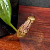 Nepenthes ceciliae, BE-4600