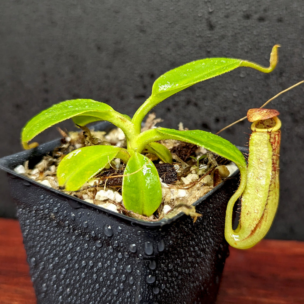 
                      
                        Nepenthes copelandii, BE-3046
                      
                    