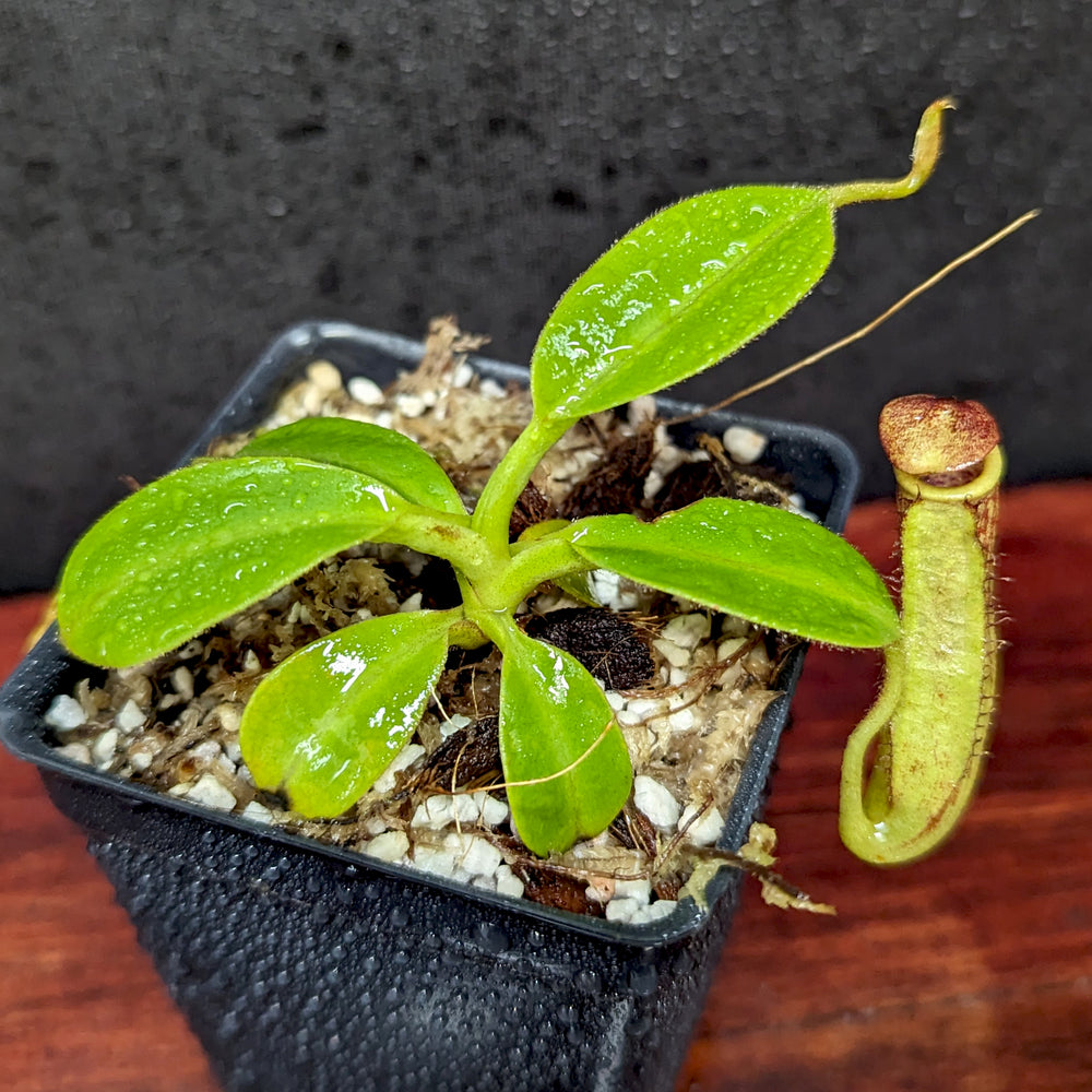 
                      
                        Nepenthes copelandii, BE-3046
                      
                    