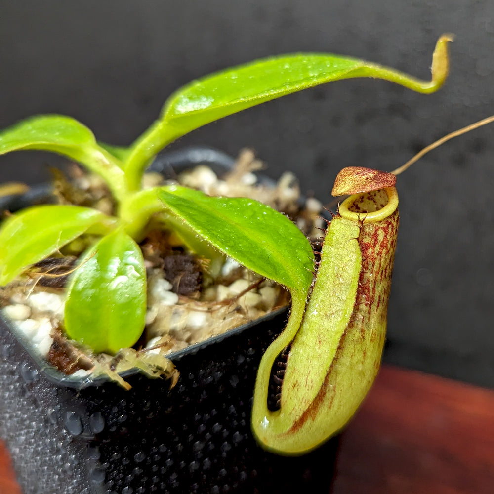 
                      
                        Nepenthes copelandii, BE-3046
                      
                    