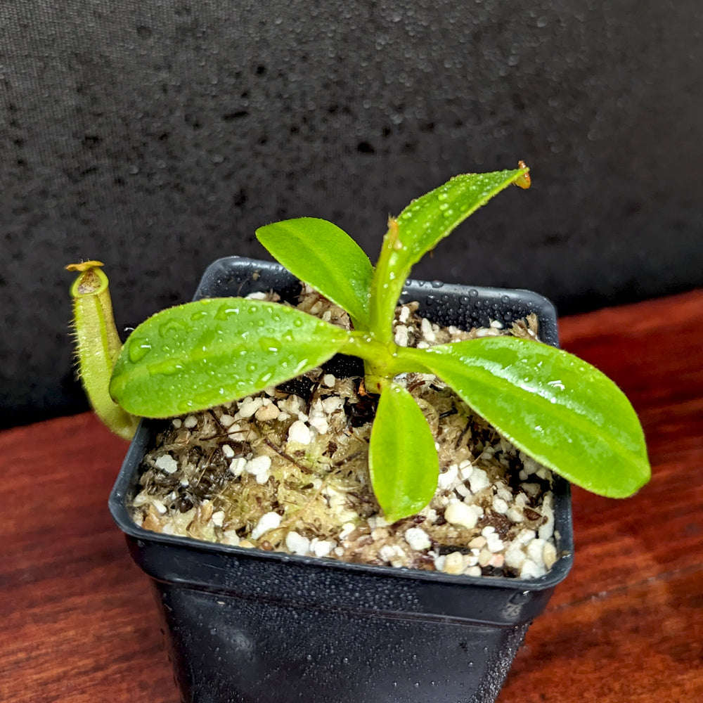 
                      
                        Nepenthes copelandii, BE-3046
                      
                    