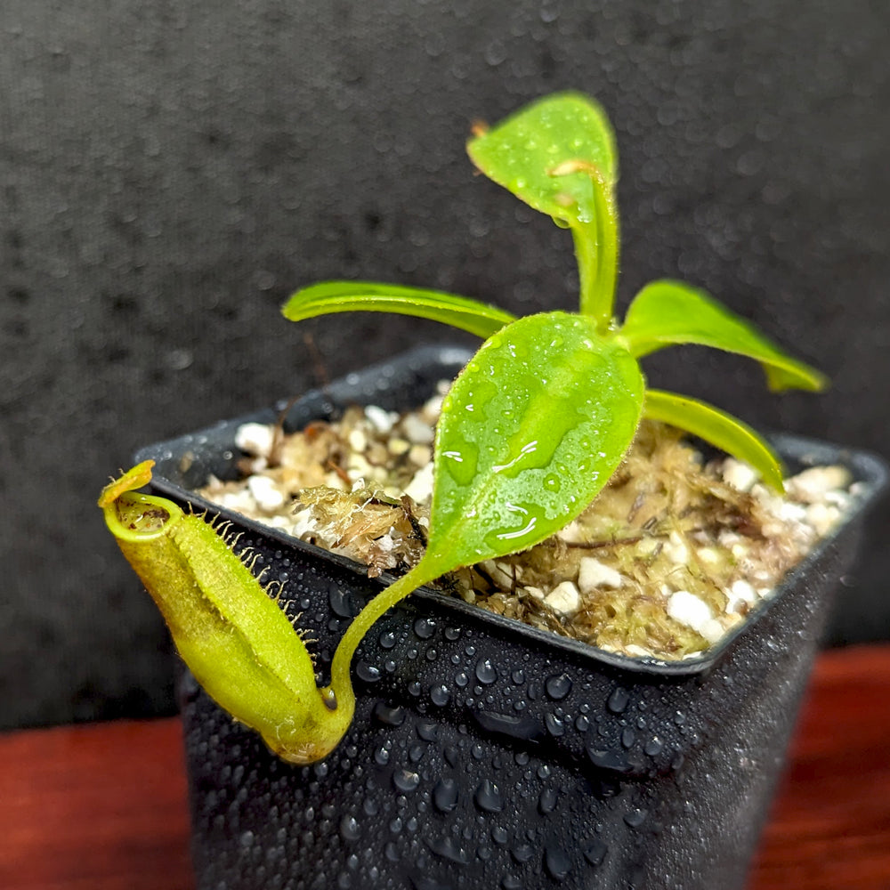 
                      
                        Nepenthes copelandii, BE-3046
                      
                    