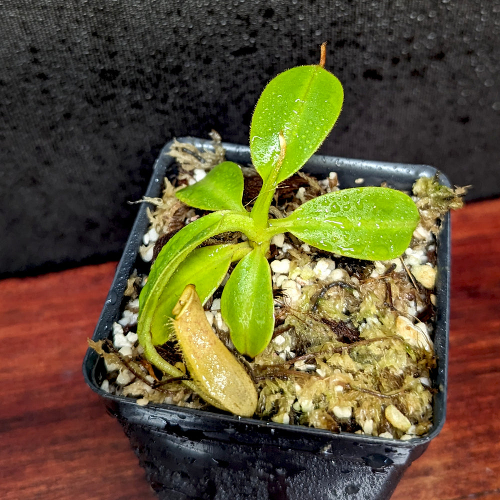 Nepenthes copelandii, BE-3046