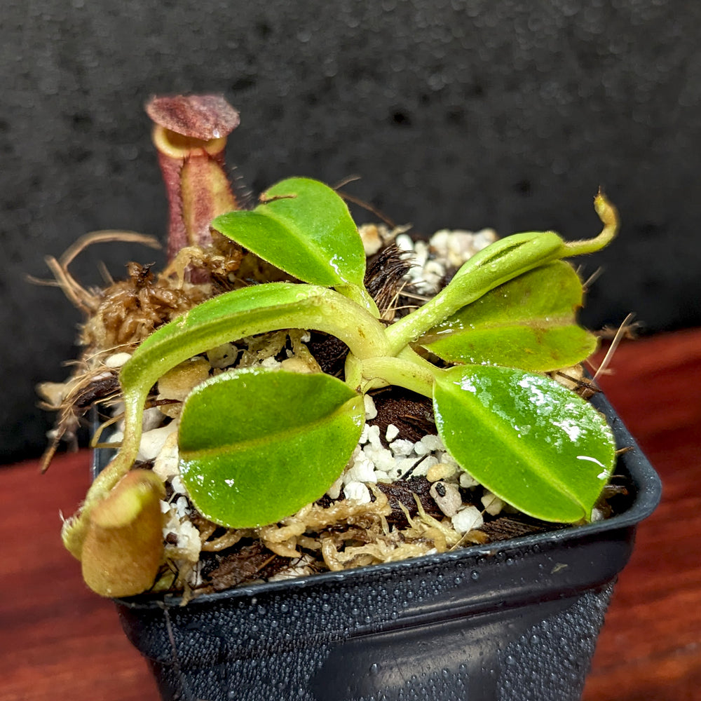 
                      
                        Nepenthes robcantleyi x palawanensis, BE-4591
                      
                    