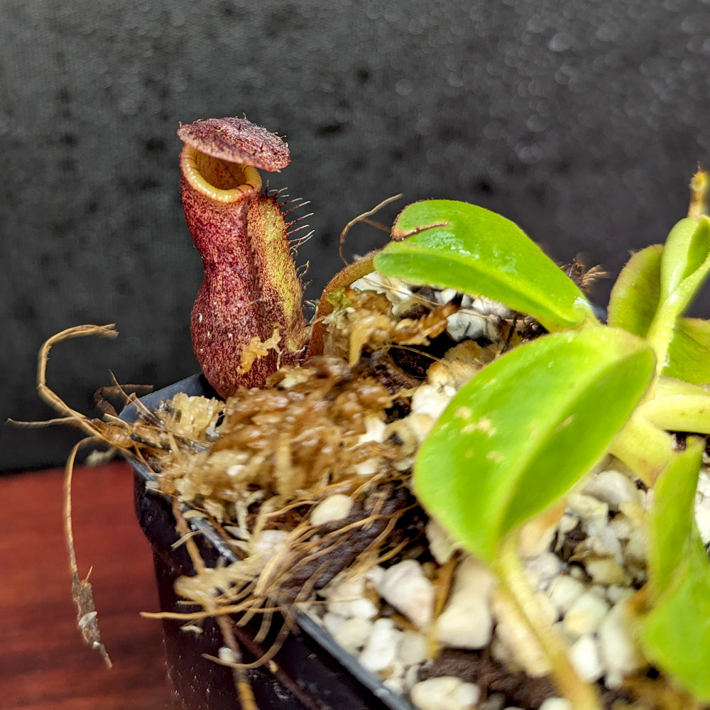 
                      
                        Nepenthes robcantleyi x palawanensis, BE-4591
                      
                    