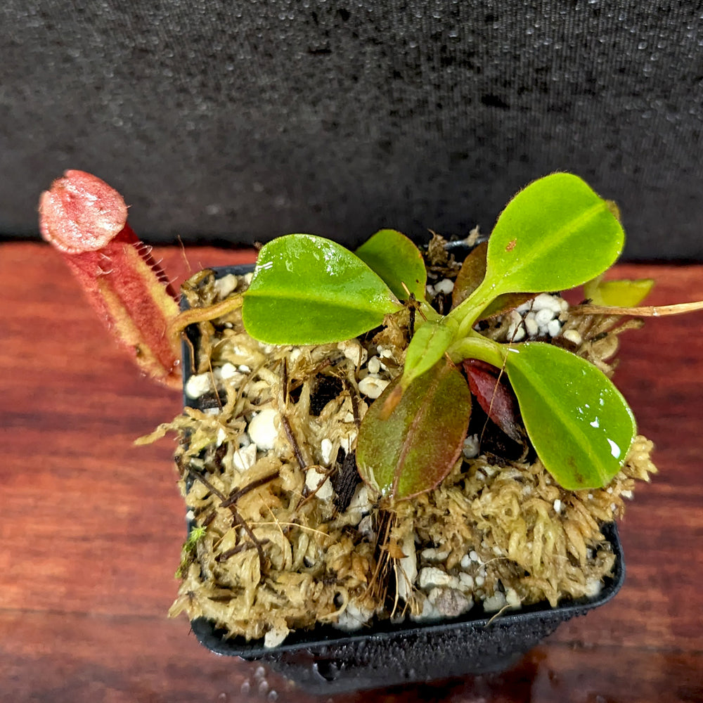 
                      
                        Nepenthes robcantleyi x palawanensis, BE-4591
                      
                    