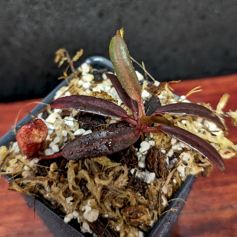 
                      
                        Nepenthes ceciliae, BE-3956
                      
                    