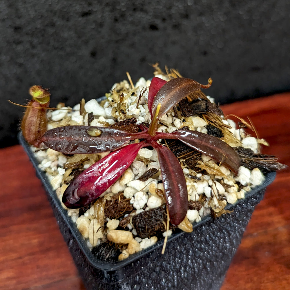 
                      
                        Nepenthes ceciliae, BE-3956
                      
                    