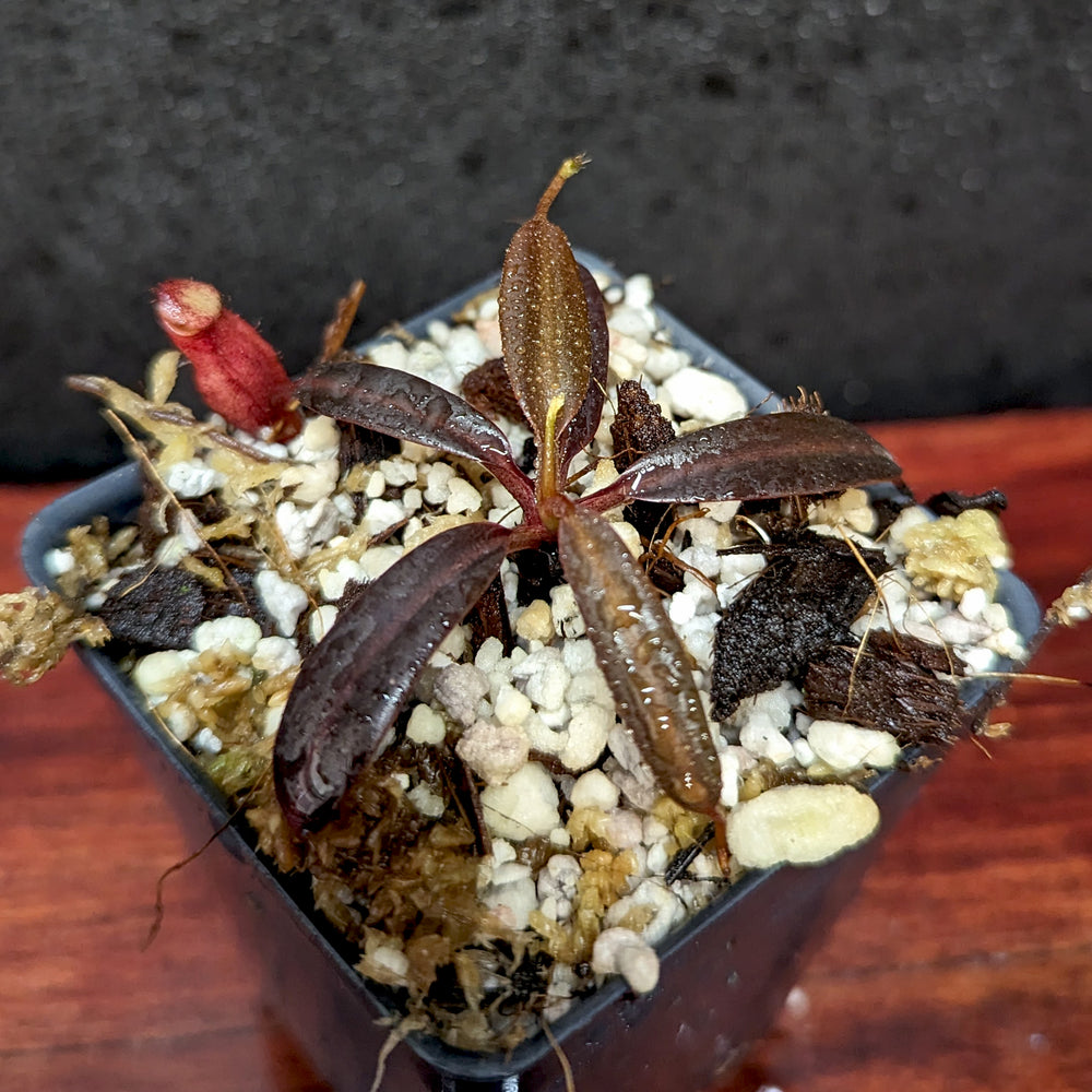 
                      
                        Nepenthes ceciliae, BE-3956
                      
                    