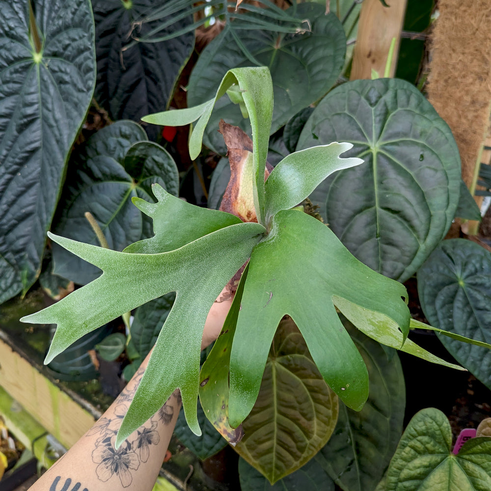 Platycerium foong siqi Staghorn Fern Houseplant