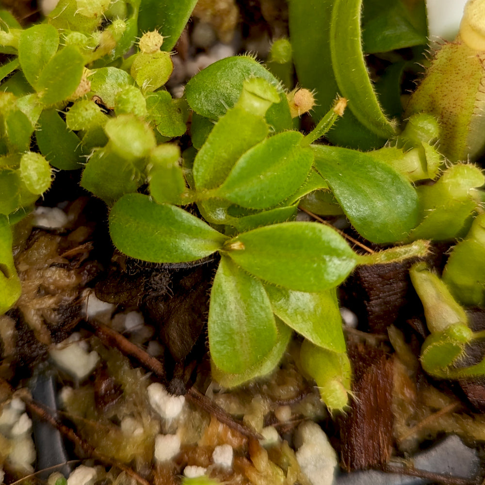 
                      
                        Nepenthes (maxima x campanulata) x veitchii "The Wave", CAR-0070
                      
                    