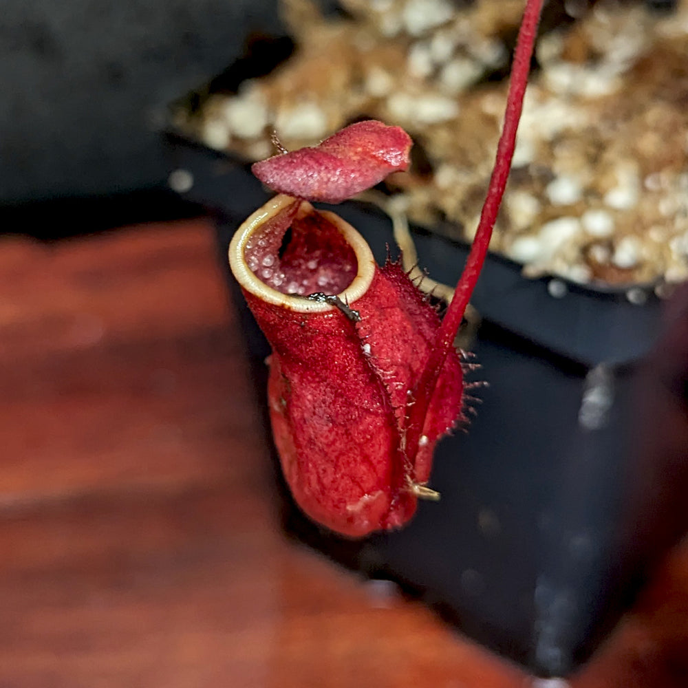 
                      
                        Nepenthes thorelii Pitcher Plant
                      
                    