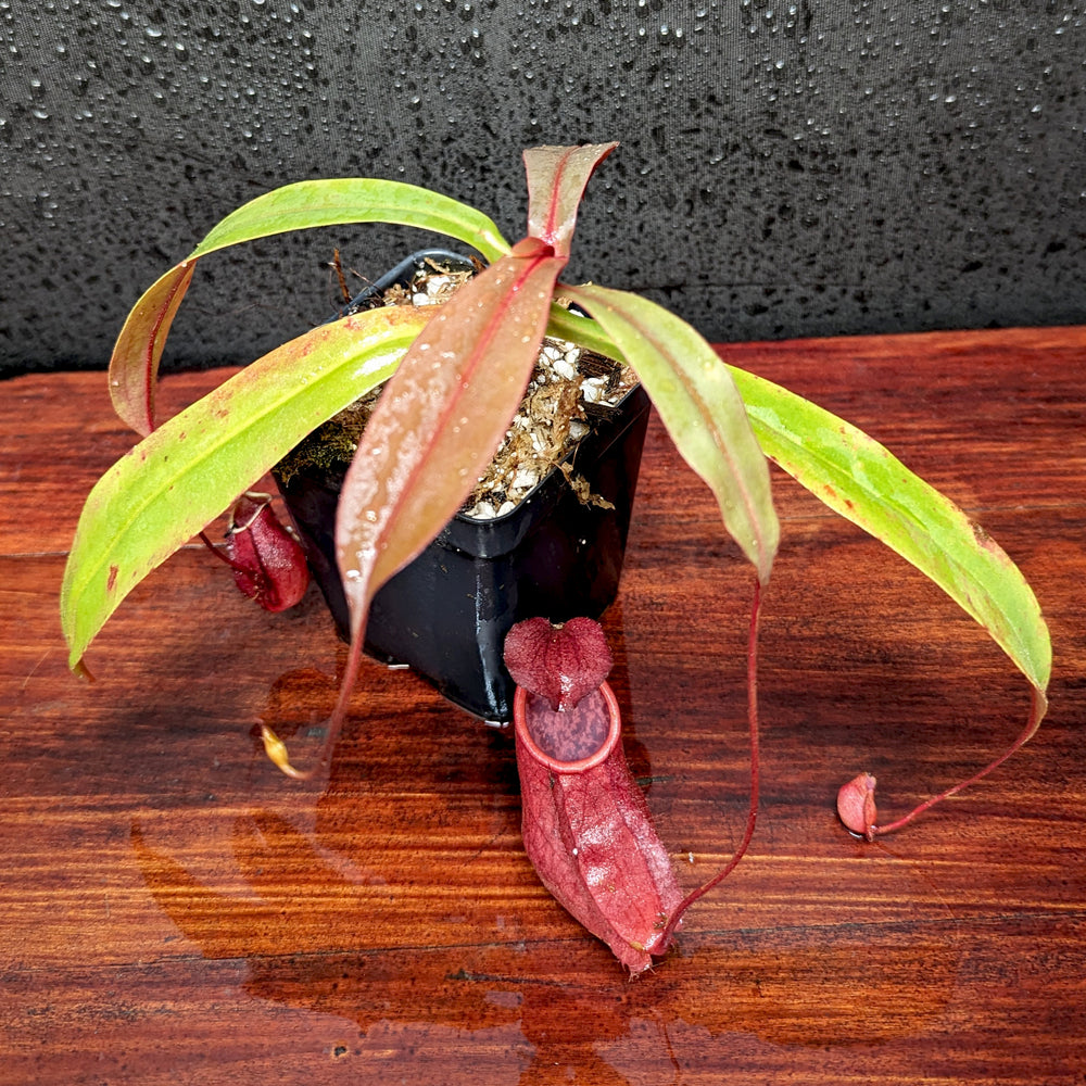 
                      
                        Nepenthes thorelii Pitcher Plant
                      
                    