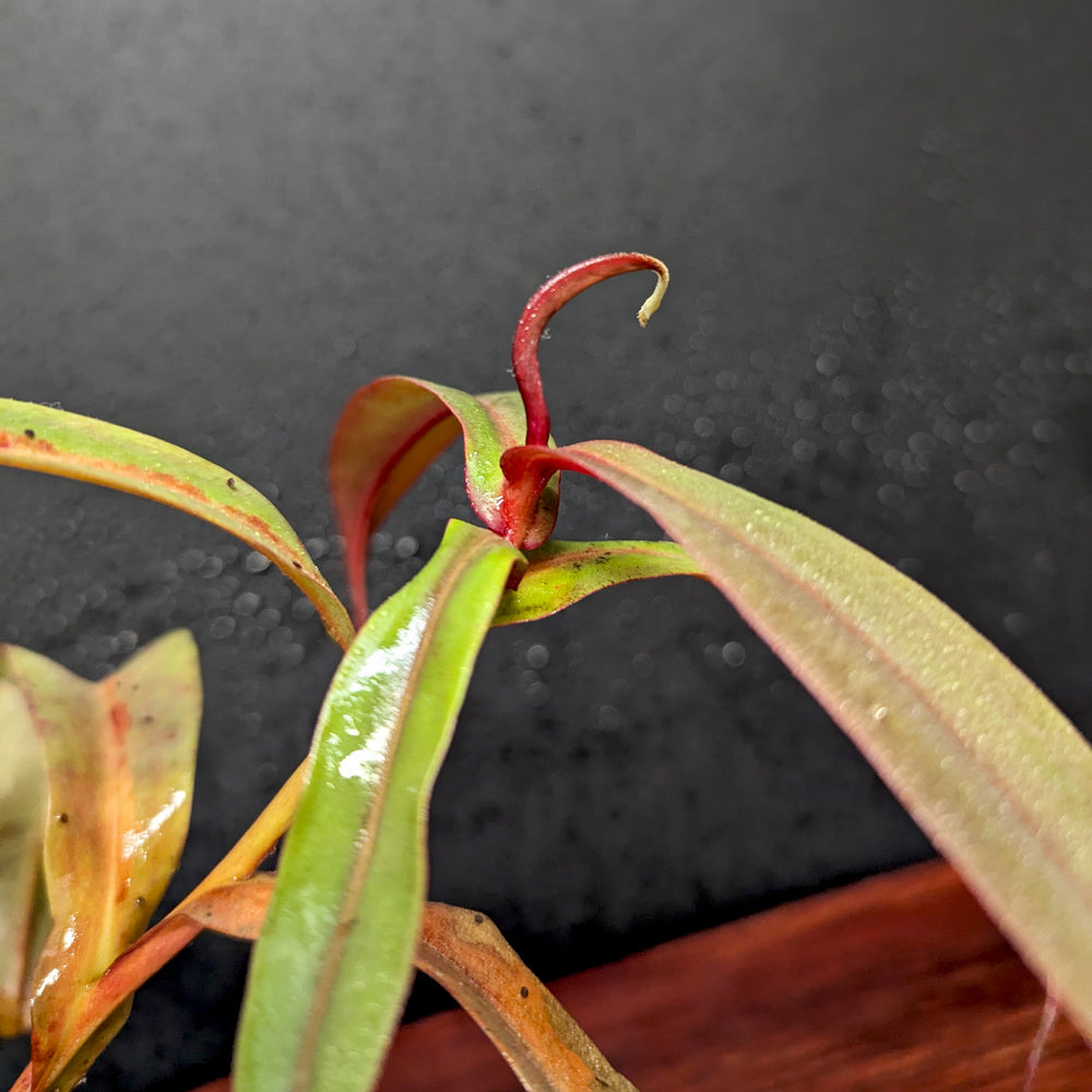 
                      
                        Nepenthes thorelii Pitcher Plant
                      
                    