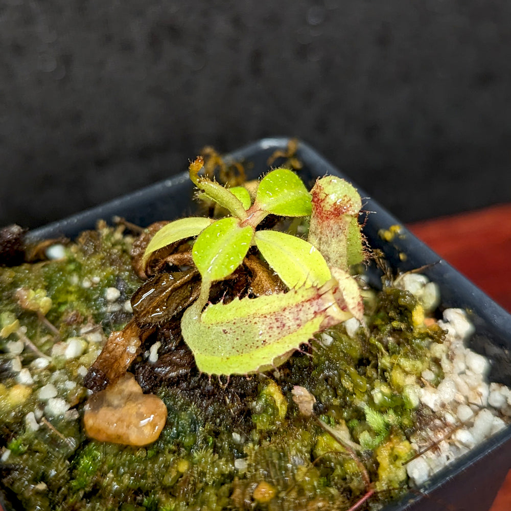 
                      
                        Nepenthes Marpesa x clipeata, CAR-0130
                      
                    