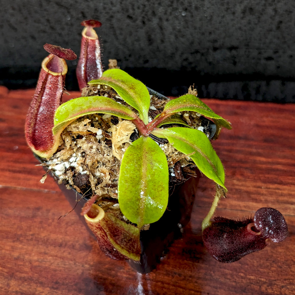 Nepenthes [(lowii x veitchii) x boschiana)] "Red Ruffled" x Redonkulas, CAR-0430