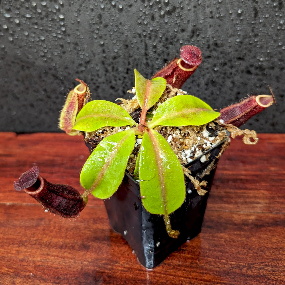 
                      
                        Nepenthes [(lowii x veitchii) x boschiana)] "Red Ruffled" x Redonkulas, CAR-0430
                      
                    