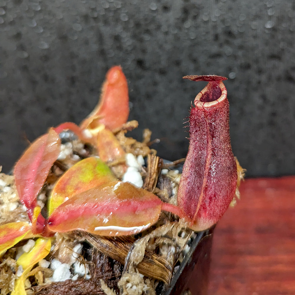 
                      
                        Nepenthes [(lowii x veitchii) x boschiana)] "Red Ruffled" x Redonkulas, CAR-0430
                      
                    