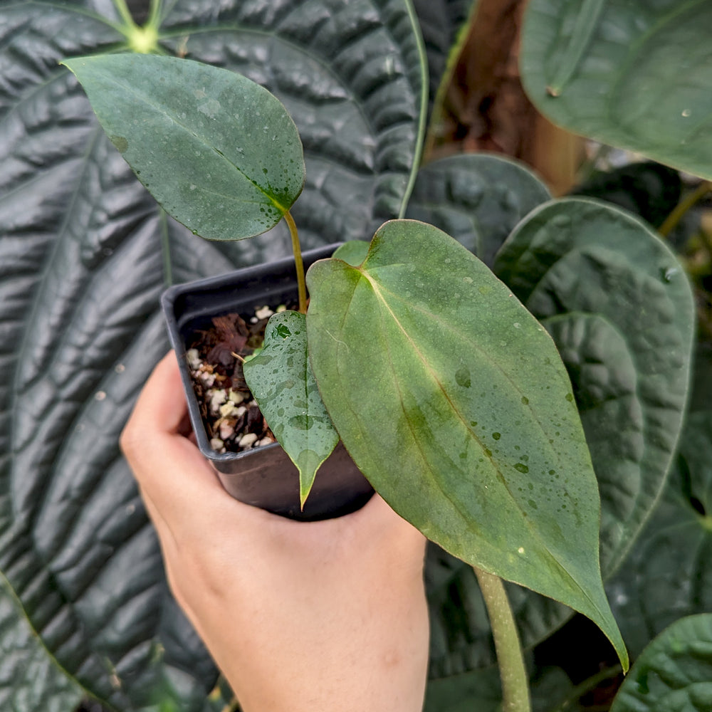 
                      
                        Anthurium antolakii (BVEP) x (antolakii x portillae), CAR-0429
                      
                    