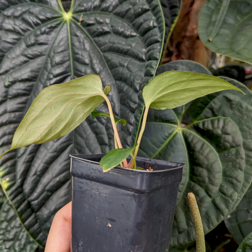 
                      
                        Anthurium antolakii (BVEP) x (antolakii x portillae), CAR-0429
                      
                    