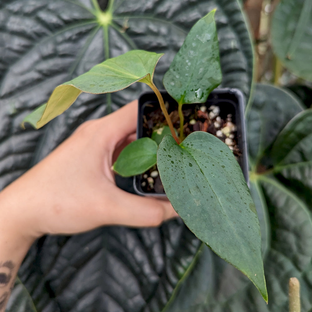 
                      
                        Anthurium antolakii (BVEP) x (antolakii x portillae), CAR-0429
                      
                    