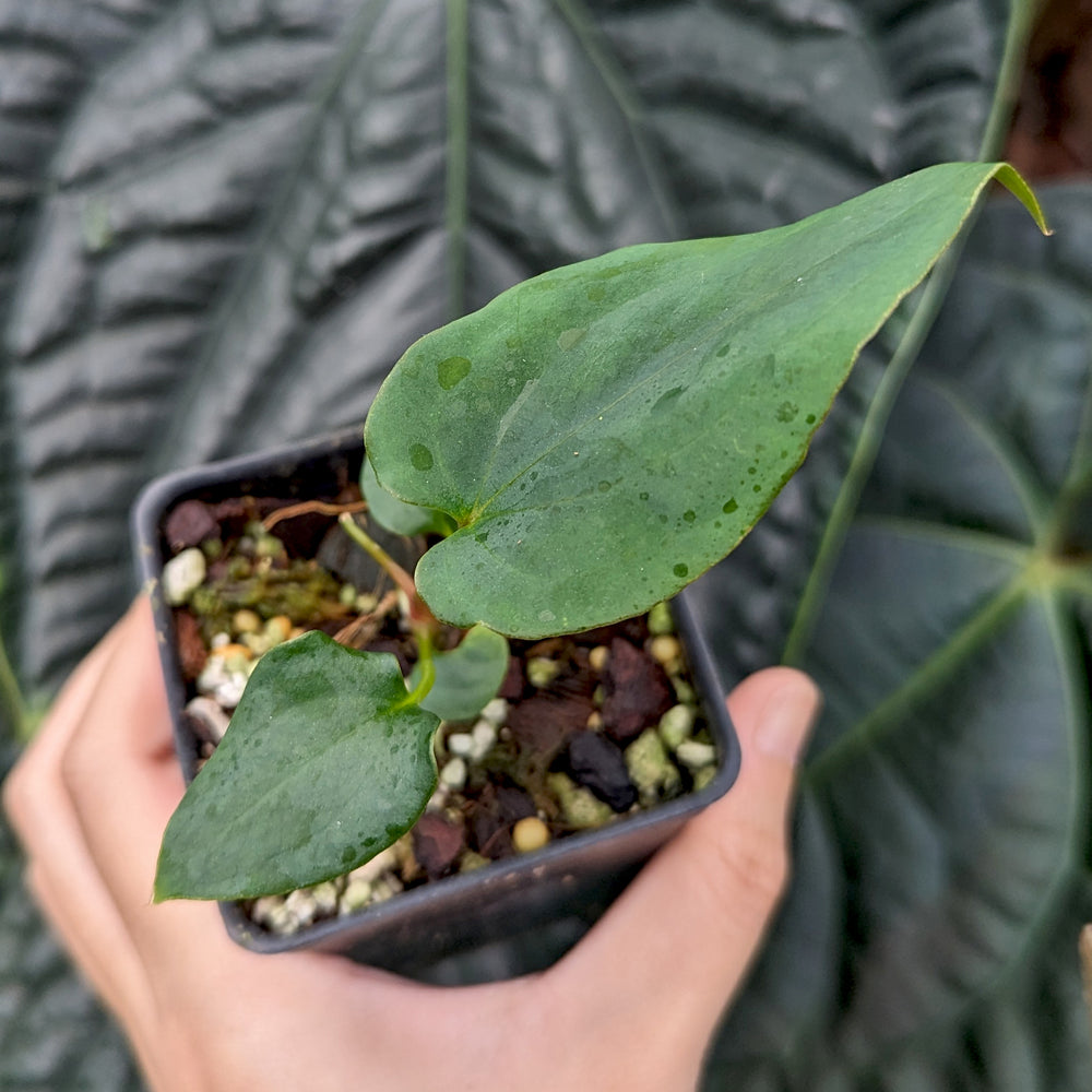 
                      
                        Anthurium antolakii (BVEP) x (antolakii x portillae), CAR-0429
                      
                    