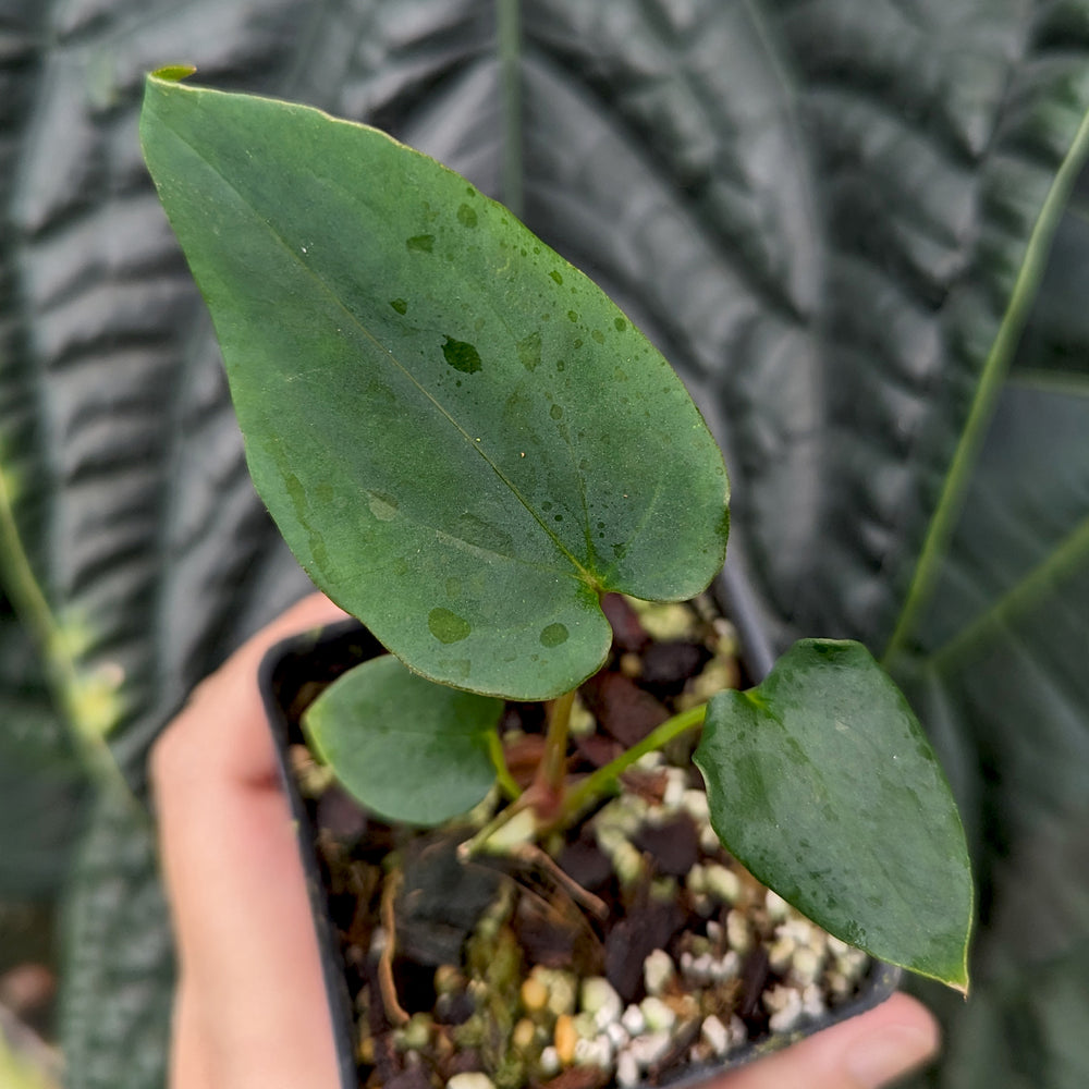 
                      
                        Anthurium antolakii (BVEP) x (antolakii x portillae), CAR-0429
                      
                    