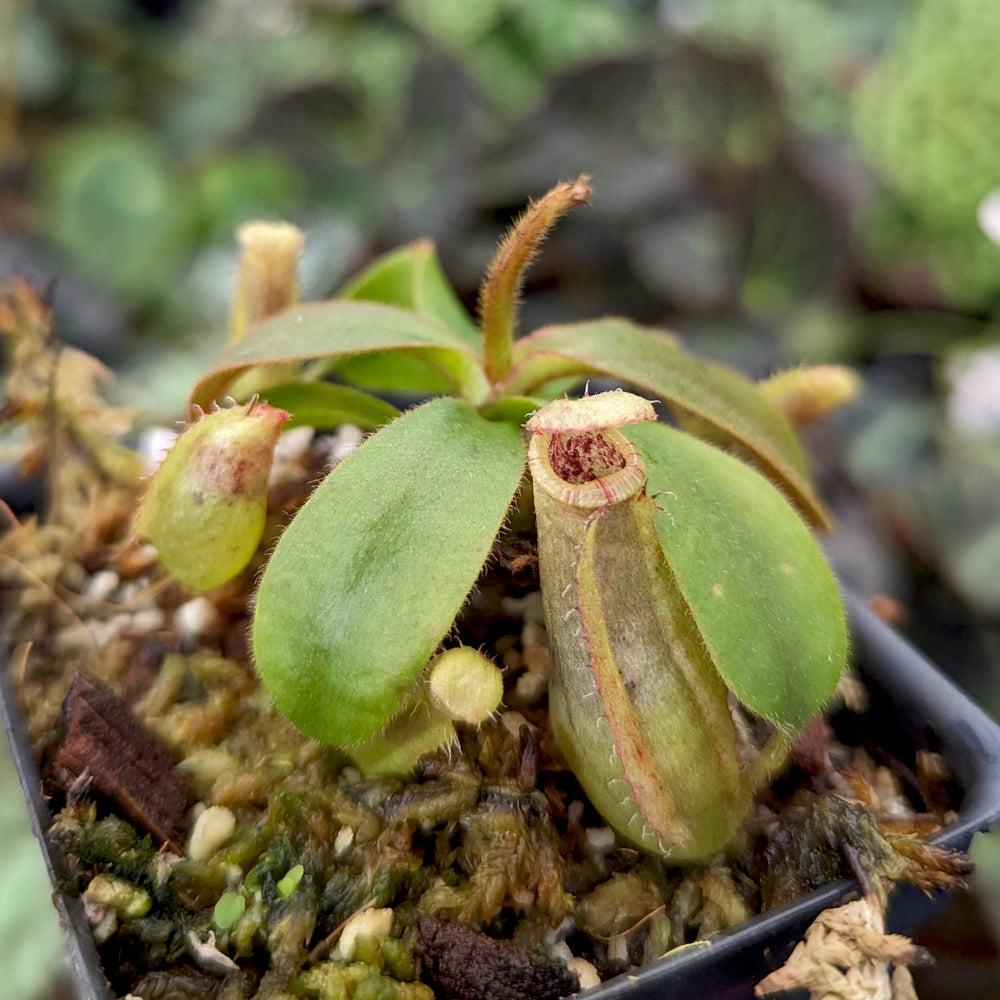 
                      
                        Nepenthes veitchii (Murud x Candy)-Best x (peltata x tenuis), CAR-0431
                      
                    