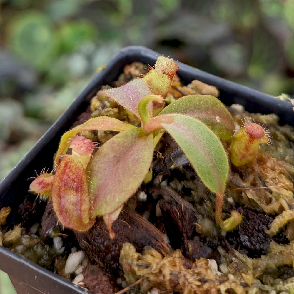 
                      
                        Nepenthes veitchii (Murud x Candy)-Best x (peltata x tenuis), CAR-0431
                      
                    