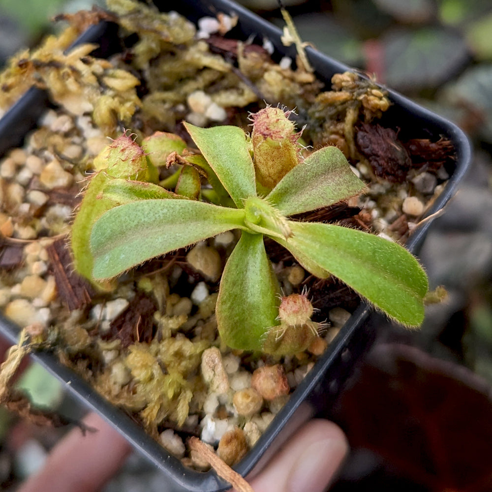 
                      
                        Nepenthes veitchii (Murud x Candy)-Best x (peltata x tenuis), CAR-0431
                      
                    