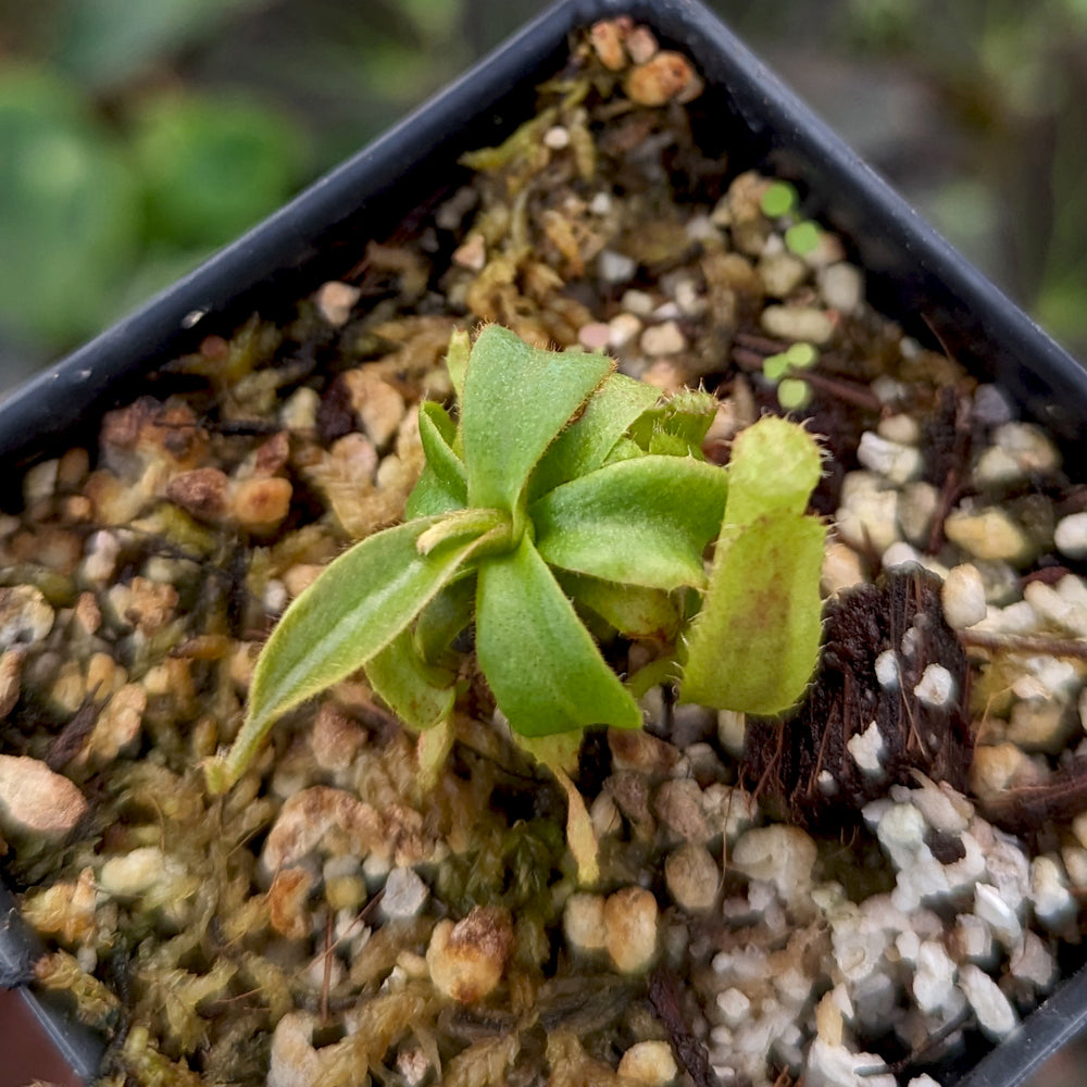 
                      
                        Nepenthes veitchii (Murud x Candy)-Best x (peltata x tenuis), CAR-0431
                      
                    