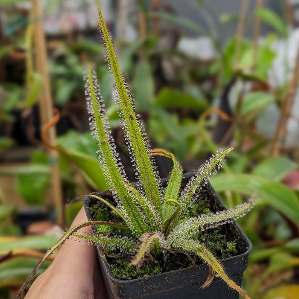 Drosera regia, King Sundew