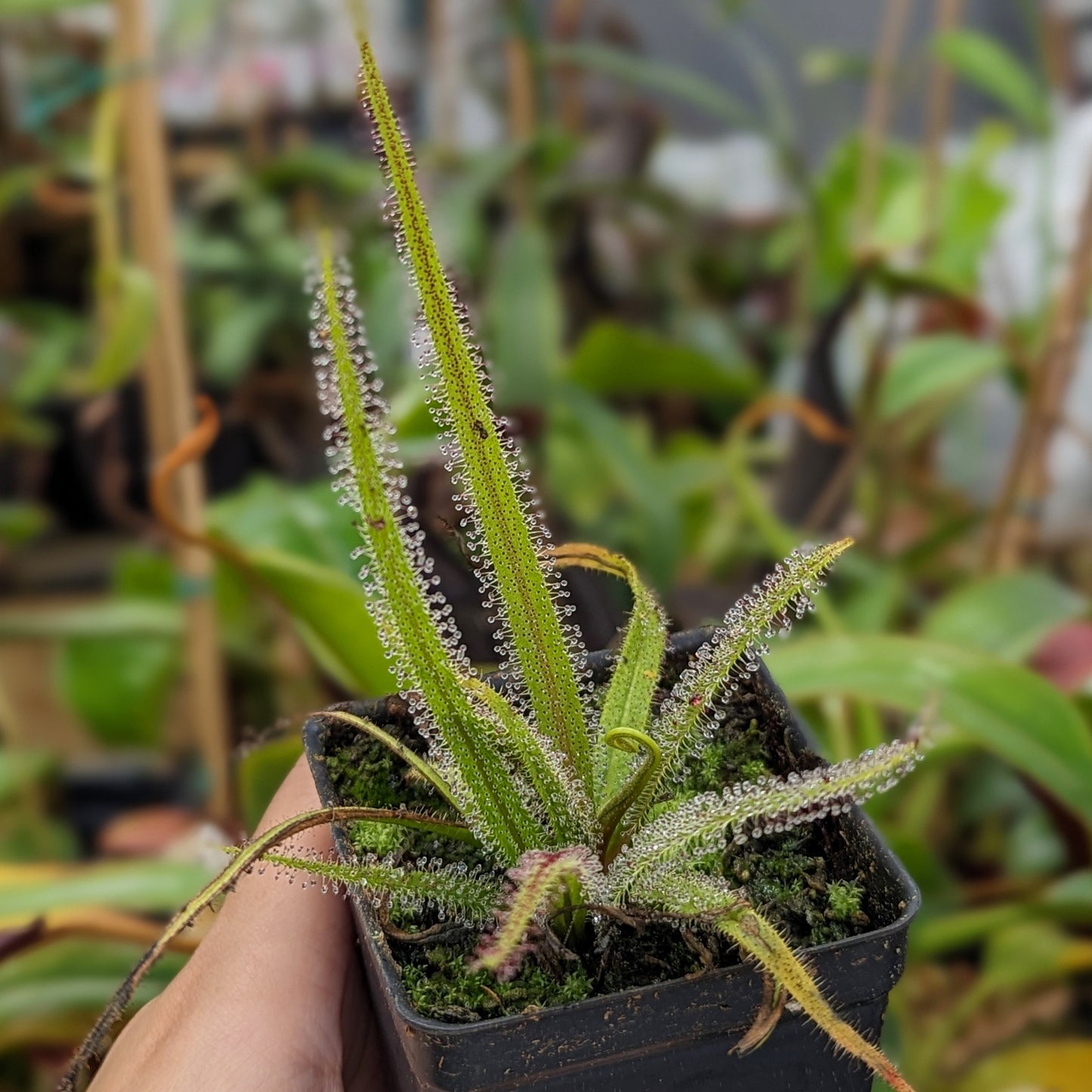 Drosera regia, King Sundew