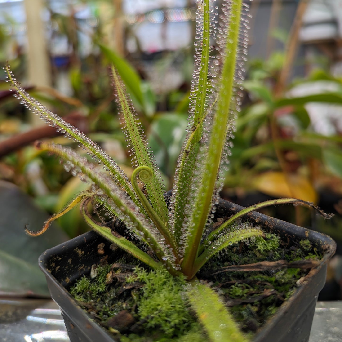 Drosera regia, King Sundew