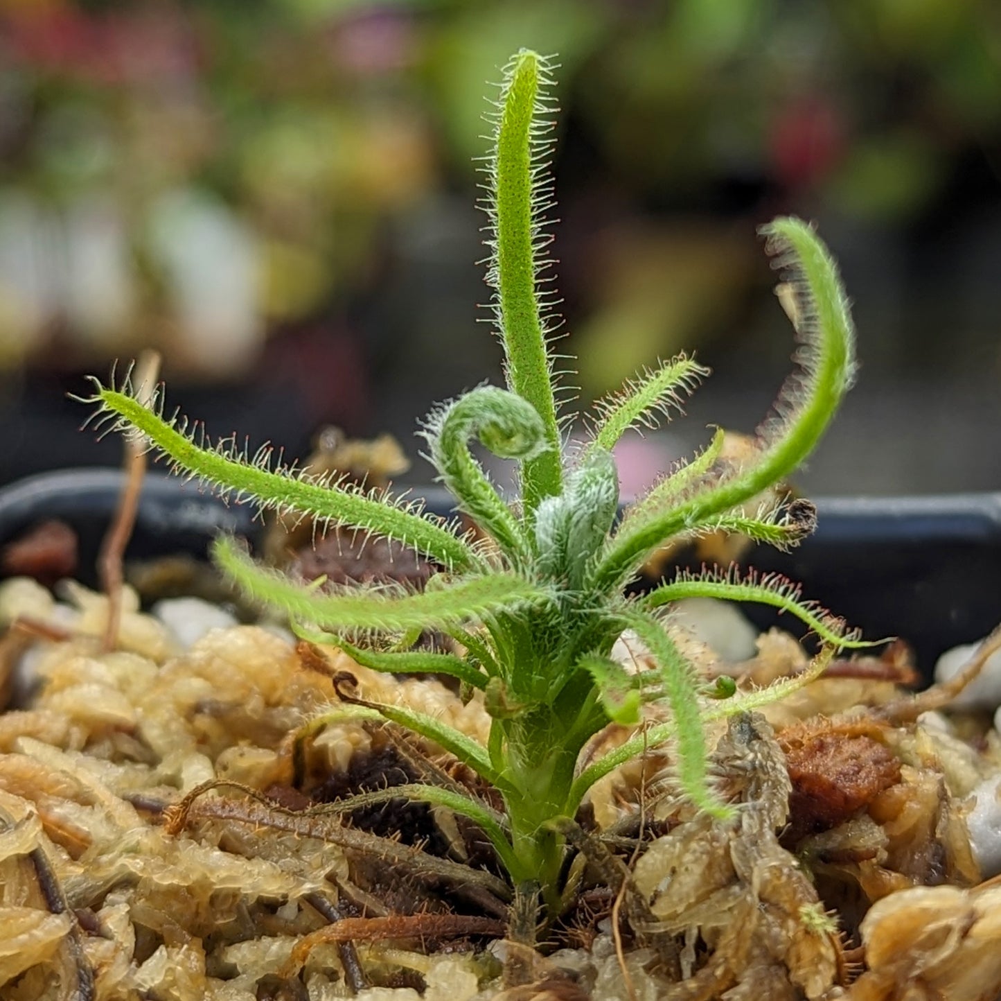 Drosera magnifica, Magnificent sundew