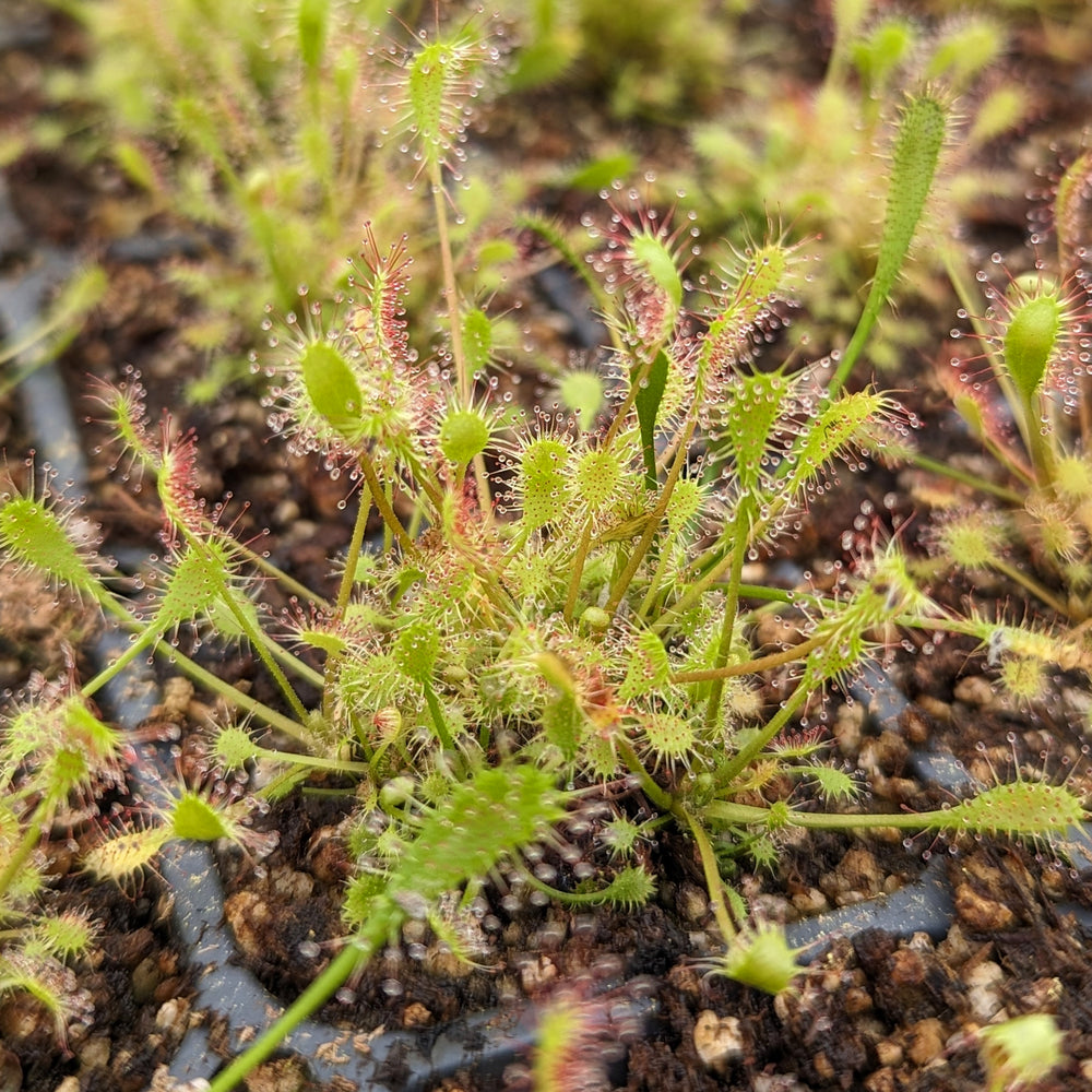 
                      
                        Drosera anglica English Sundew, Great Sundew
                      
                    